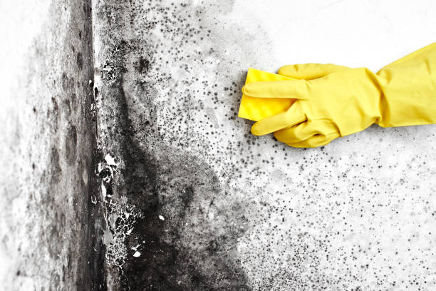 Best HVAC Mold Remediation in North Enid, OK