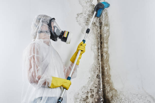 Best Mold Testing and Inspection Services in North Enid, OK