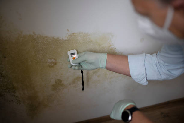 Trusted North Enid, OK Mold Remediation Experts