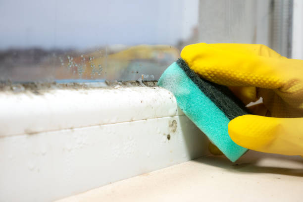 Best Kitchen Mold Remediation in North Enid, OK