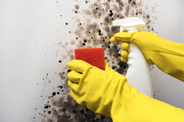 Best Crawl Space Mold Remediation in North Enid, OK