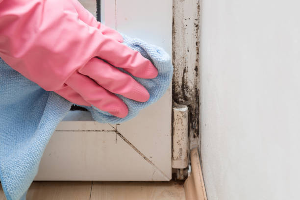 Best Emergency Mold Remediation in North Enid, OK