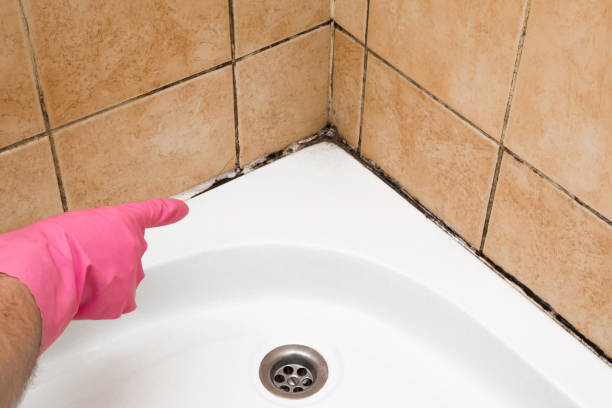 Best Residential Mold Remediation in North Enid, OK